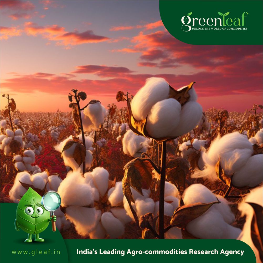 Cotton Prices Rise as USDA Lowers India's Production Forecast to 30.72M