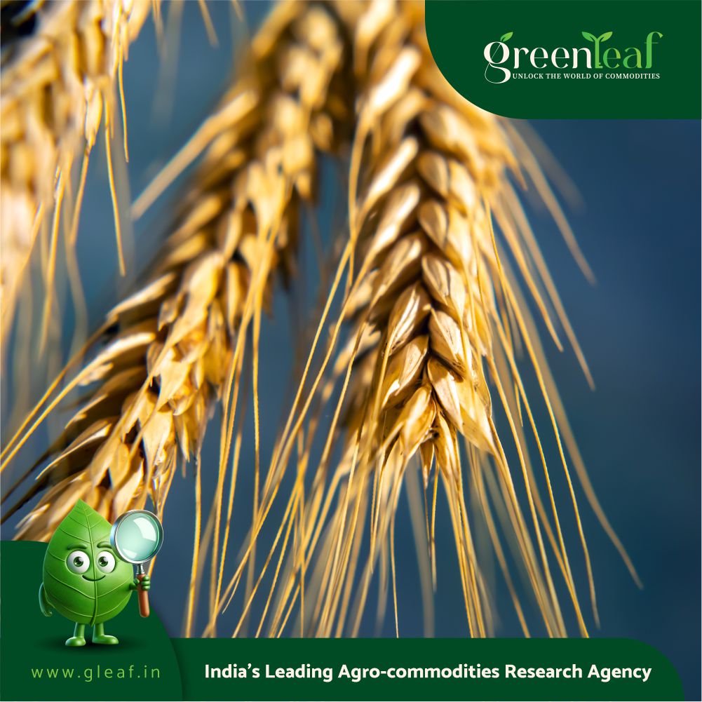 India's wheat output to fall upto 10% since 2025, govt forecast missed ...