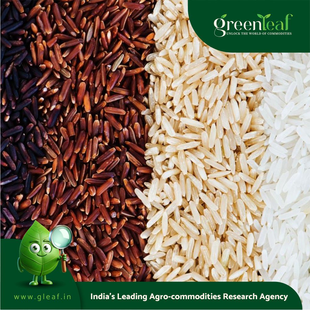 PAU to join hands with IRRI to develop dwarf rice varieties