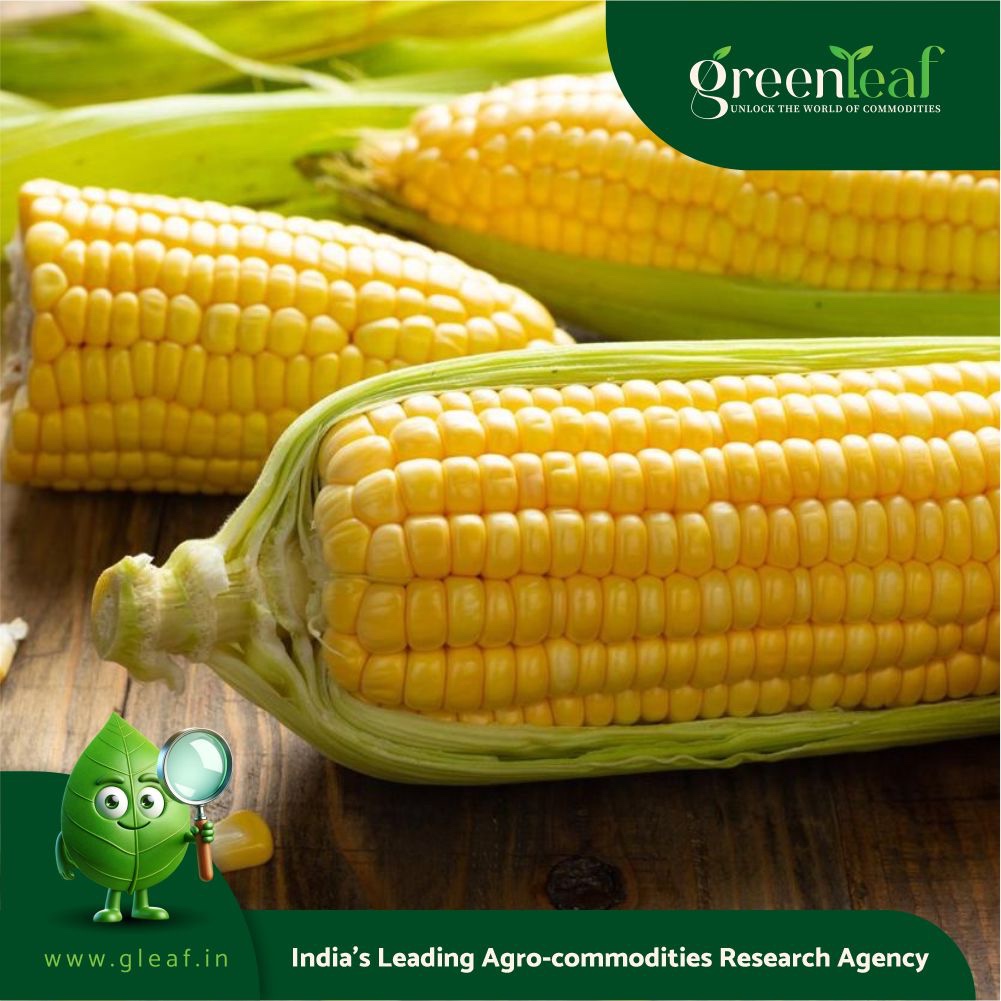 romanian-maize-crop-falls-towards-decade-s-low