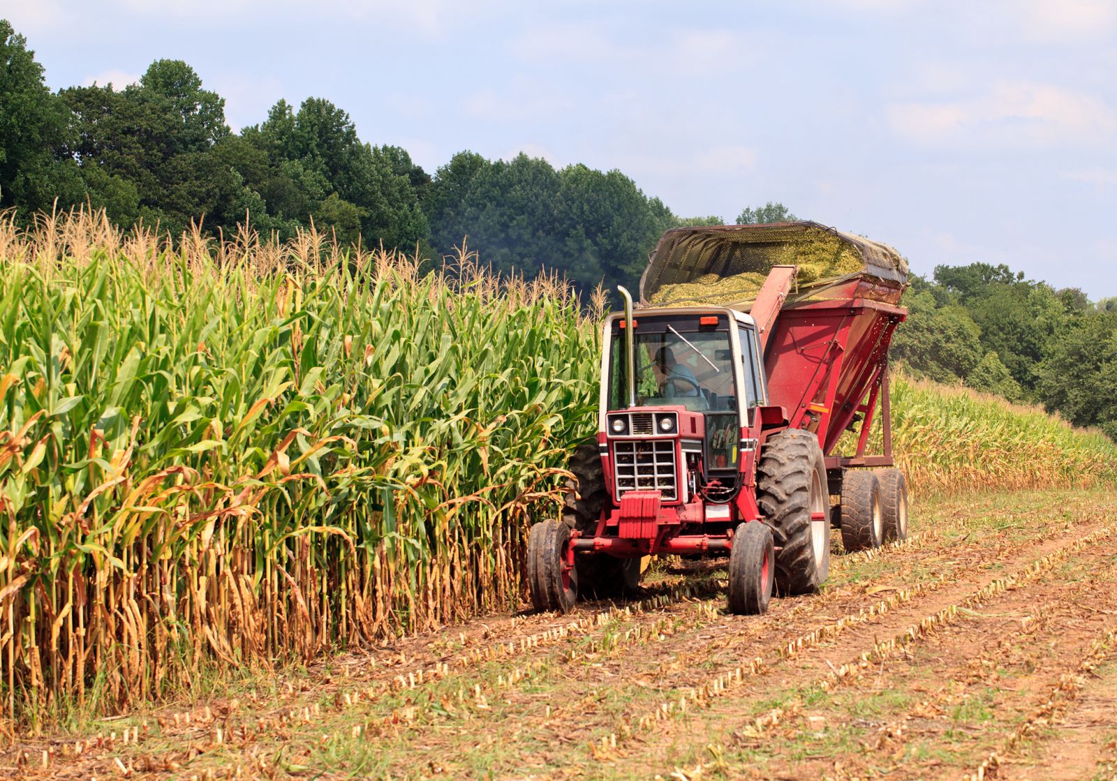 UNICA: Rain impacts sugarcane harvest in late October